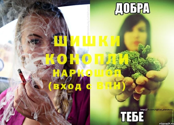 прущие грибы Новодвинск