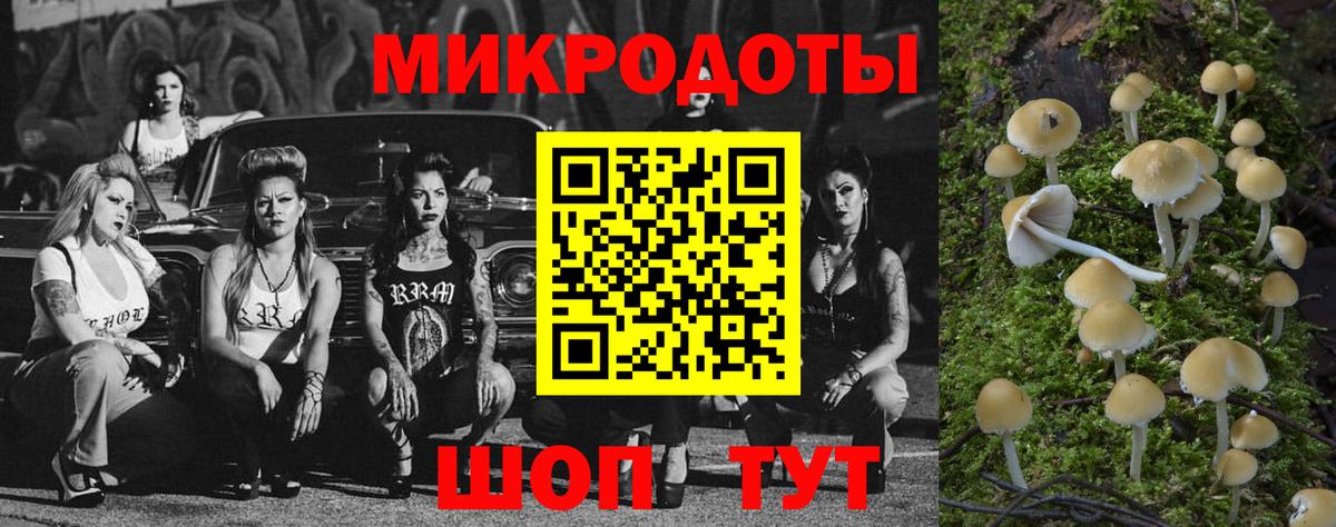 Псилоцибиновые грибы Psilocybe Когалым